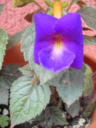 Purple king 14 iulie-prima floare