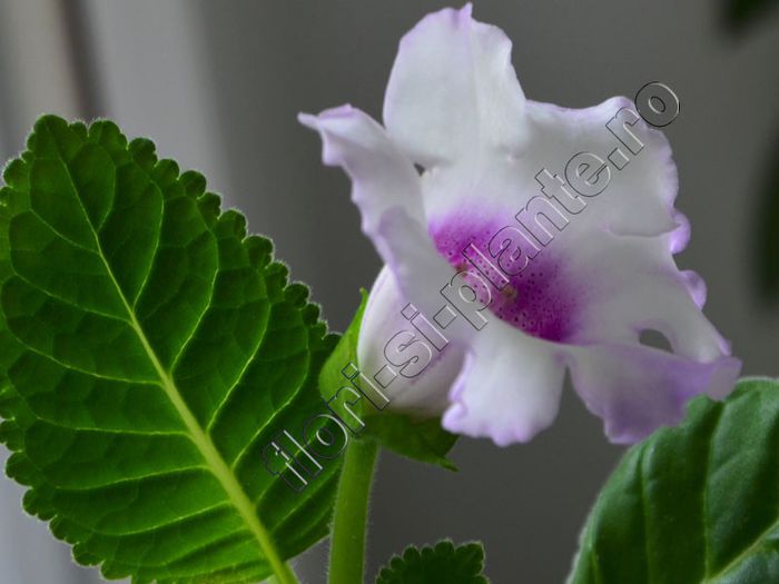 Gloxinia Lilac tenderness - GLOXINIA _ SINNINGIA