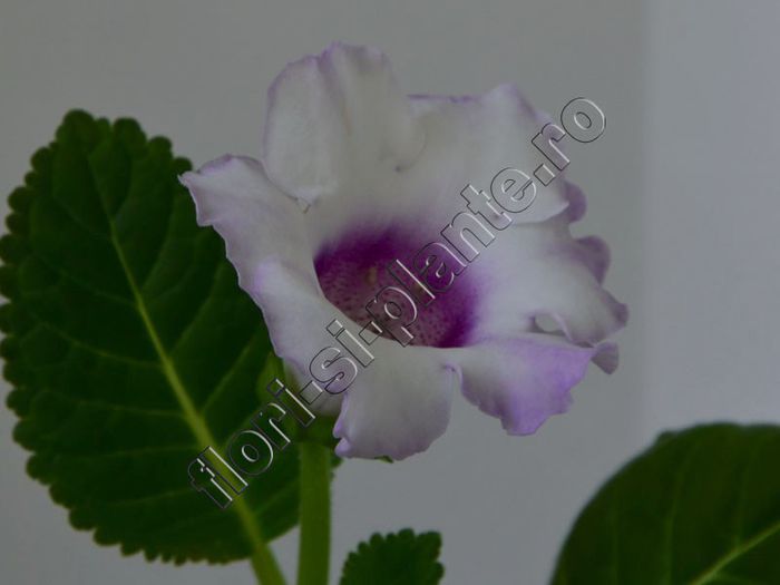 Gloxinia Lilac tenderness - GLOXINIA _ SINNINGIA