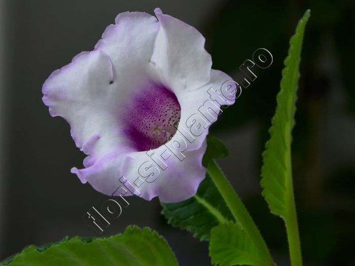 Gloxinia Lilac tenderness