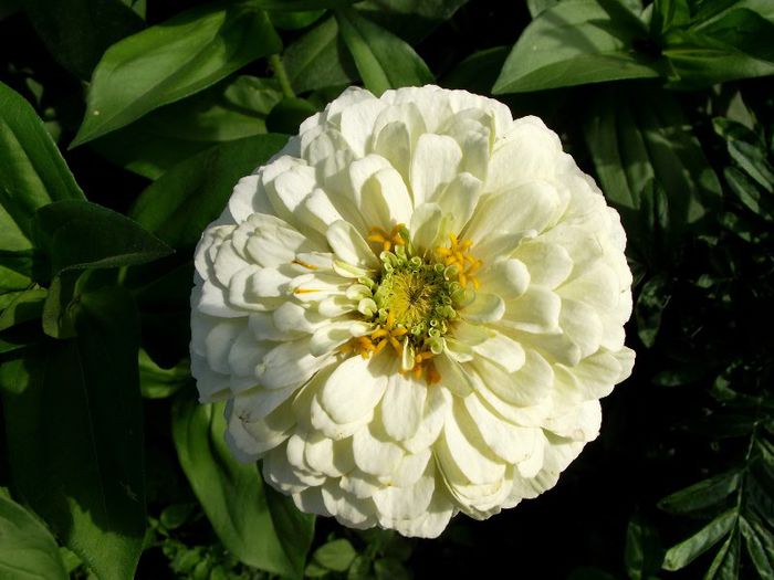 carciumarese 21 - Flori 2013