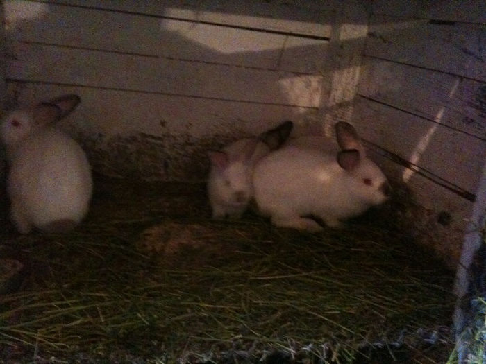 IMG_1605 - PENTRU SILFAX