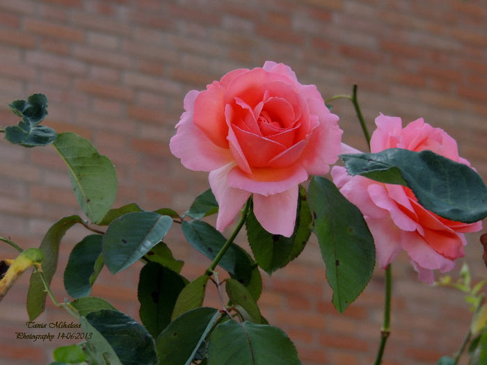 DSCN2619