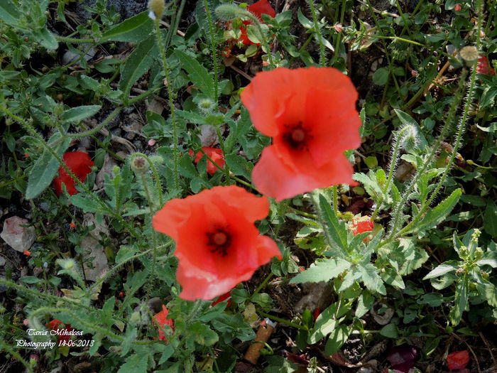 DSCN2623