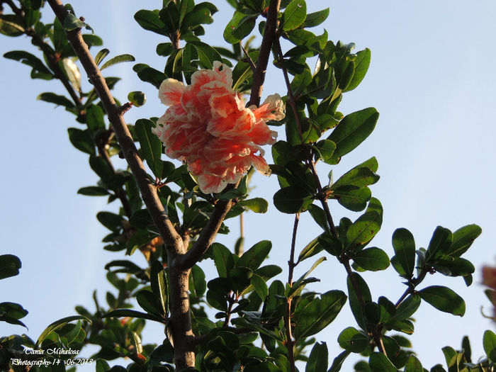 DSCN2814