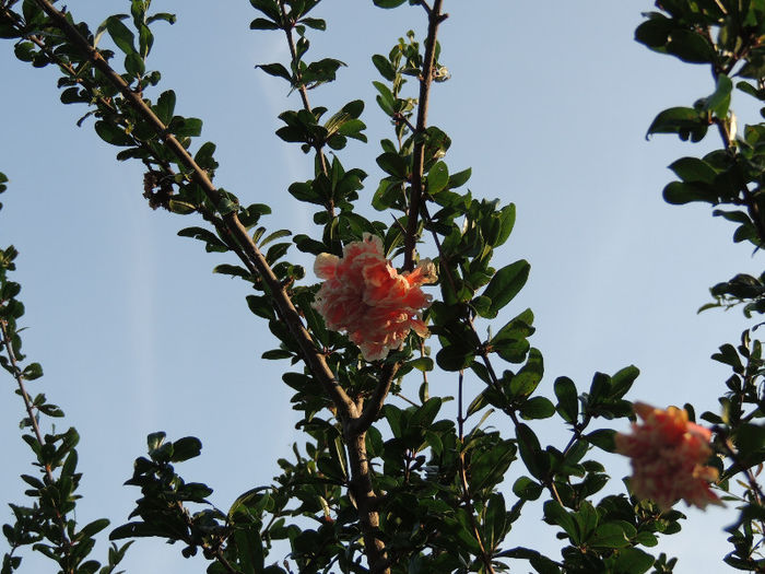 DSCN2815