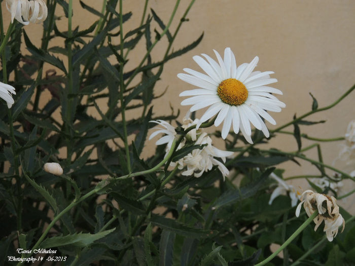 DSCN2844