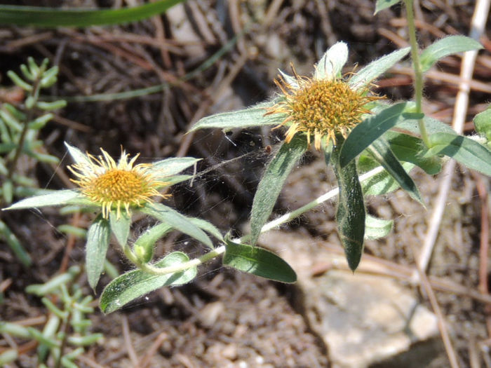 RSCN2548