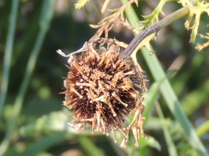 RSCN2852