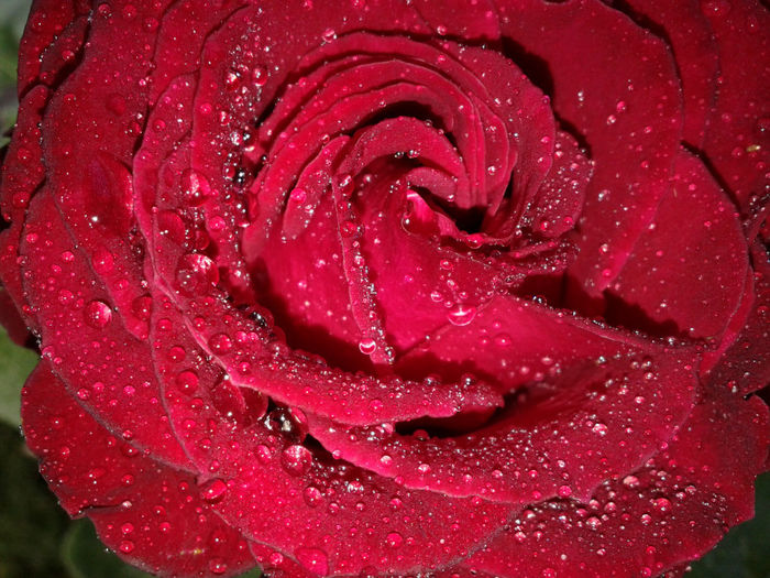 Fotografie-0220 - trandafiri