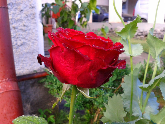 Fotografie-0224 - trandafiri