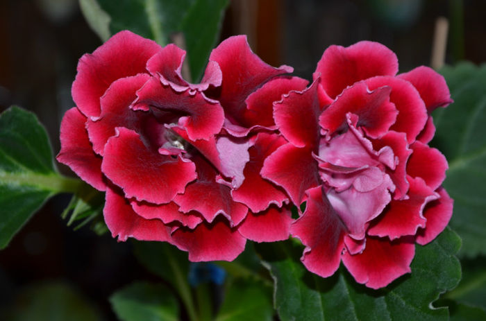 Extasy - Gloxinii 2013