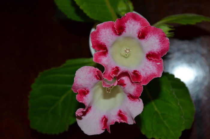 Rosalinda - Gloxinii 2013