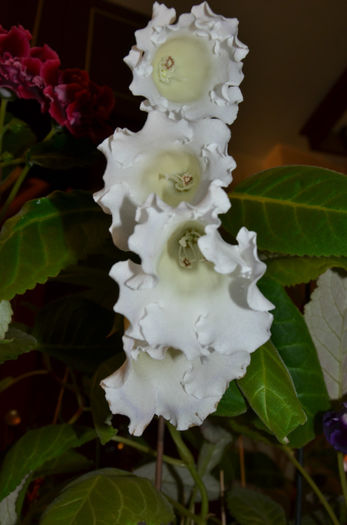 Mont Blanc - Gloxinii 2013