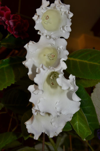 Mont Blanc - Gloxinii 2013