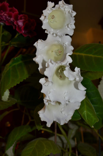 Mont Blanc - Gloxinii 2013