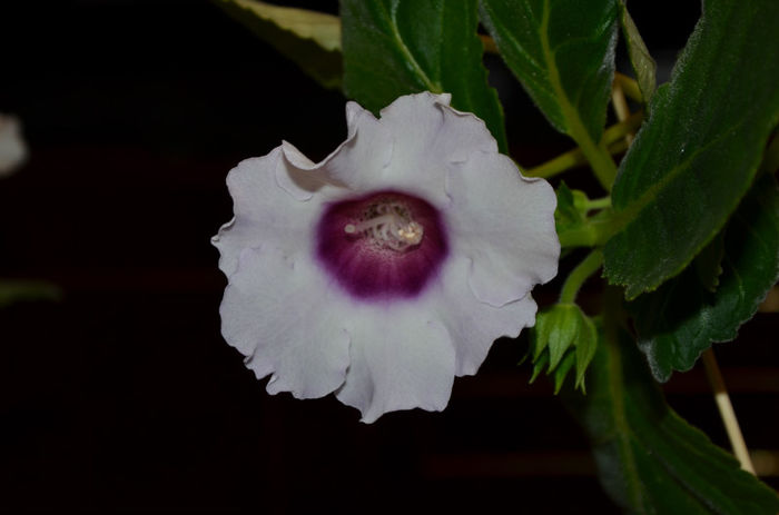 Blue Picotee Nikolici - Gloxinii 2013