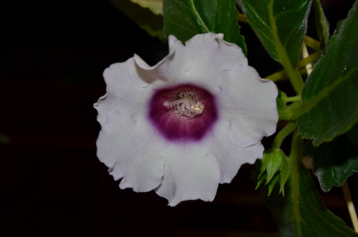 Blue Picotee - Gloxinii 2013