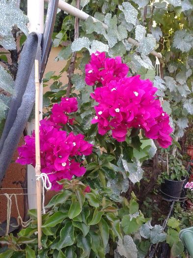 Fotografie-0044 - iulie 2013