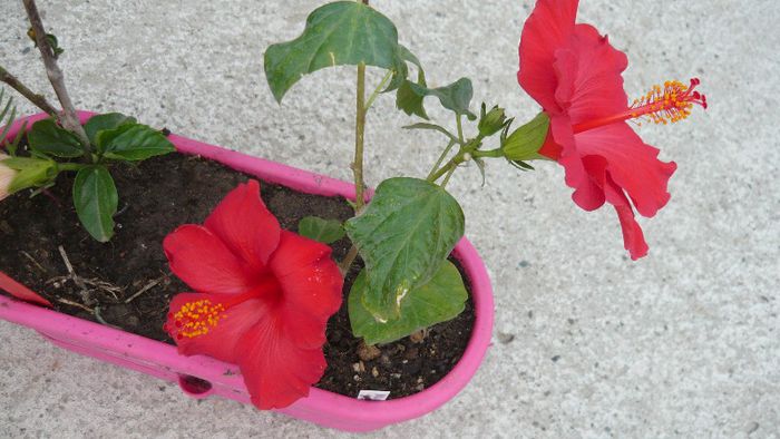 Picture 5483 - x 2013 hibiscus rosa sinesis 2