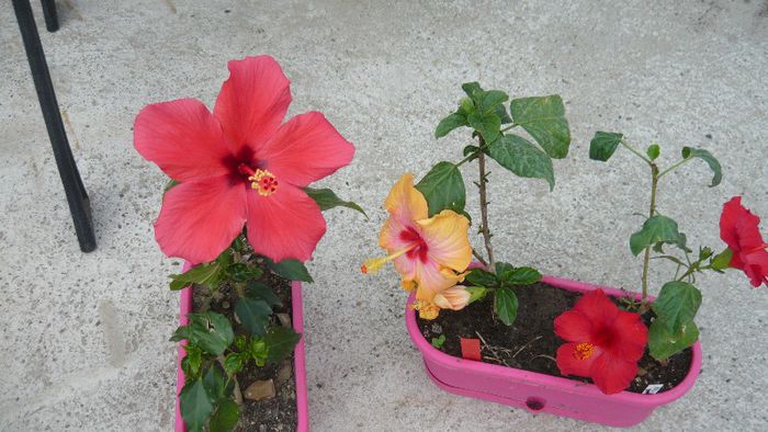 Picture 5484 - x 2013 hibiscus rosa sinesis 2