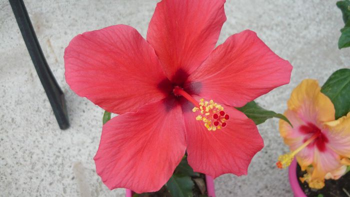 Picture 5485 - x 2013 hibiscus rosa sinesis 2