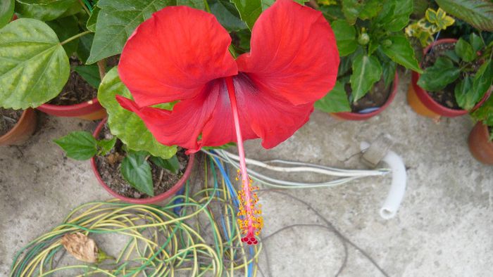 Picture 5487 - x 2013 hibiscus rosa sinesis 2