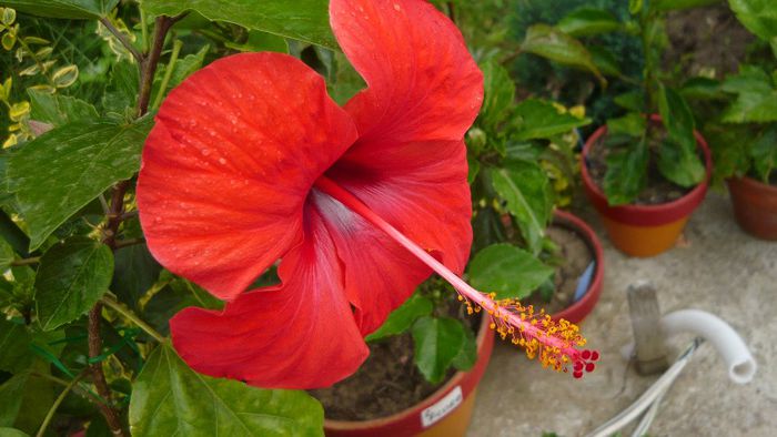 Picture 5508 - x 2013 hibiscus rosa sinesis 2