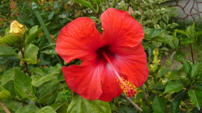 Picture 5509 - x 2013 hibiscus rosa sinesis 2