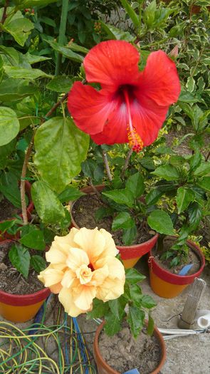 Picture 5510 - x 2013 hibiscus rosa sinesis 2
