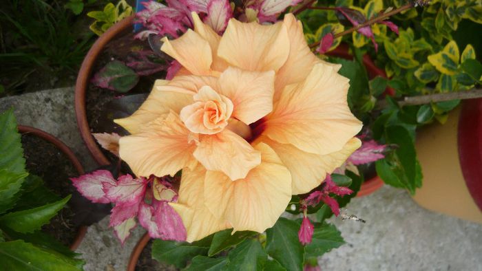 Picture 5488 - x 2013 hibiscus rosa sinesis 2
