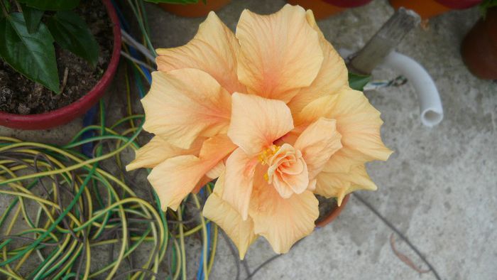 Picture 5490 - x 2013 hibiscus rosa sinesis 2