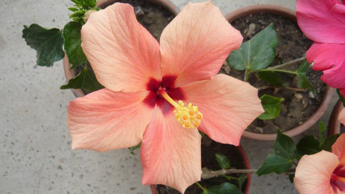 Picture 5491 - x 2013 hibiscus rosa sinesis 2