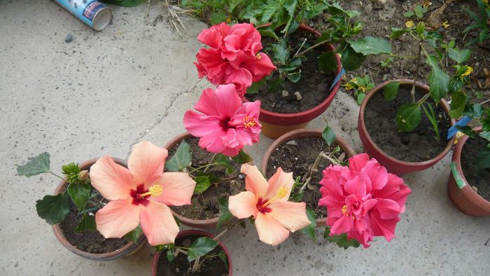 Picture 5492 - x 2013 hibiscus rosa sinesis 2