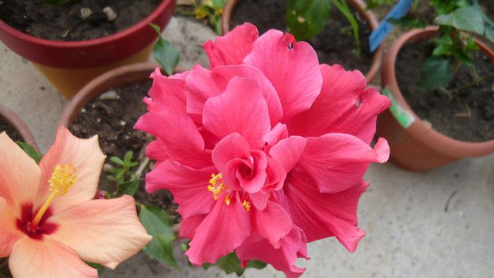 Picture 5493 - x 2013 hibiscus rosa sinesis 2