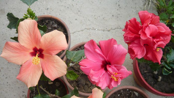 Picture 5494 - x 2013 hibiscus rosa sinesis 2