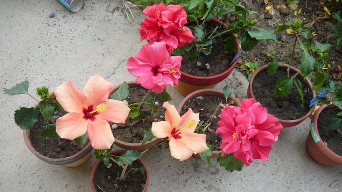 Picture 5495 - x 2013 hibiscus rosa sinesis 2