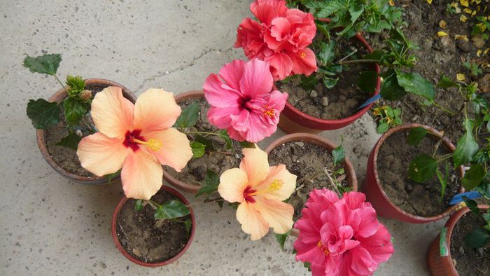 Picture 5511 - x 2013 hibiscus rosa sinesis 2