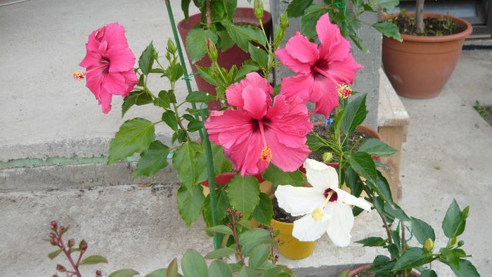 Picture 5496 - x 2013 hibiscus rosa sinesis 2