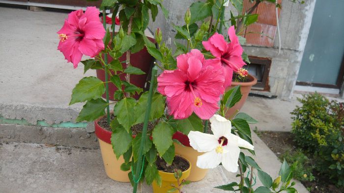 Picture 5497 - x 2013 hibiscus rosa sinesis 2