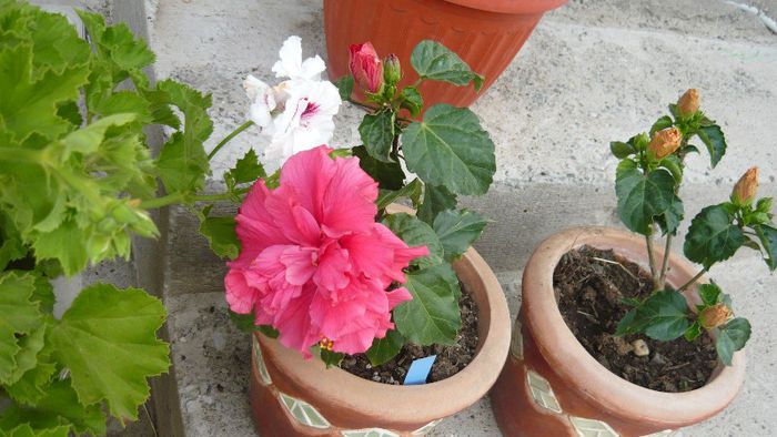 Picture 5498 - x 2013 hibiscus rosa sinesis 2