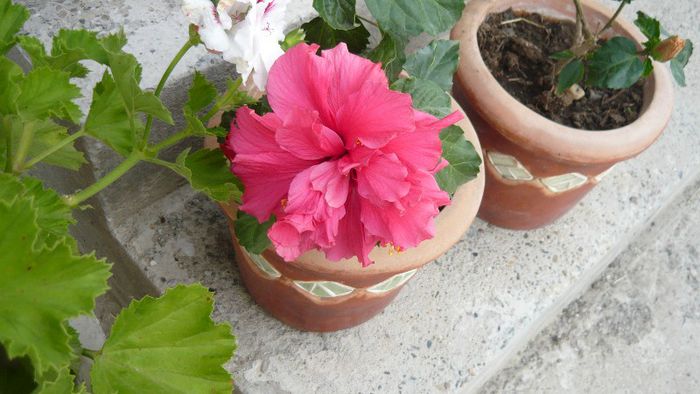 Picture 5499 - x 2013 hibiscus rosa sinesis 2