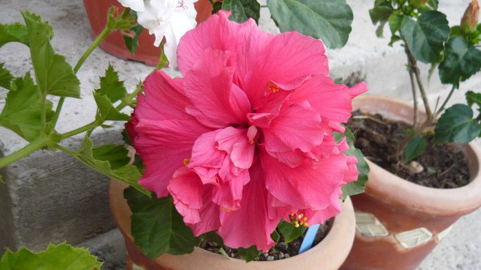 Picture 5500 - x 2013 hibiscus rosa sinesis 2