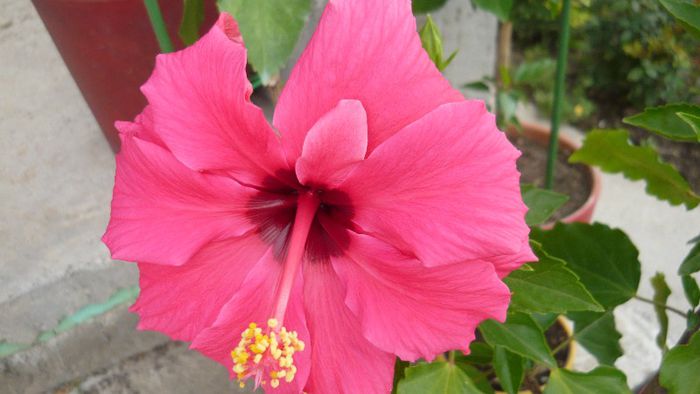 Picture 5501 - x 2013 hibiscus rosa sinesis 2
