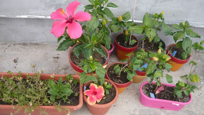 Picture 5502 - x 2013 hibiscus rosa sinesis 2