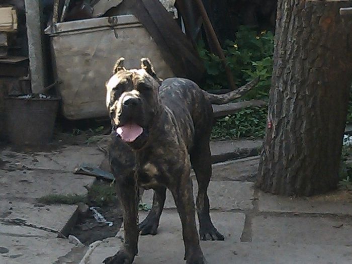 mala - dogo canario