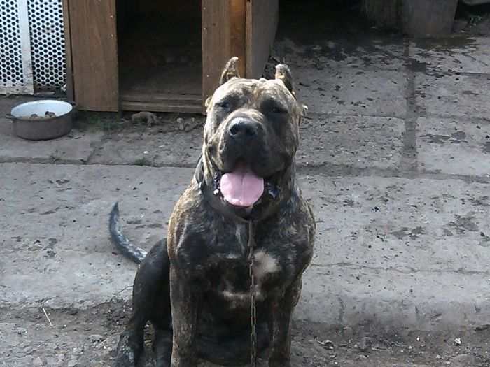 mala - dogo canario