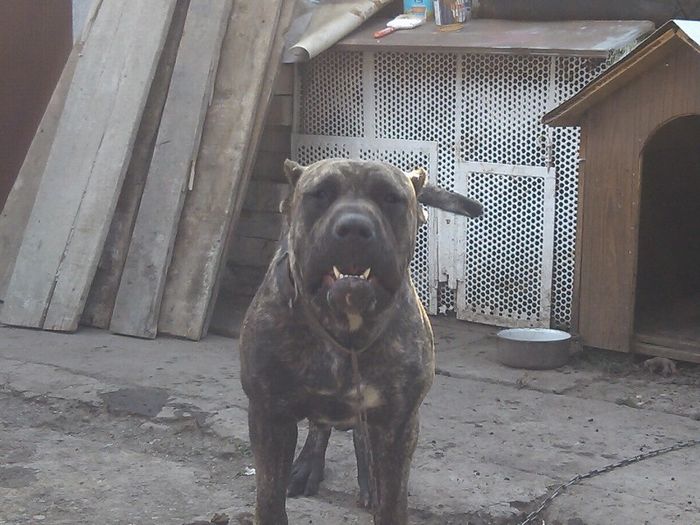 mala - dogo canario