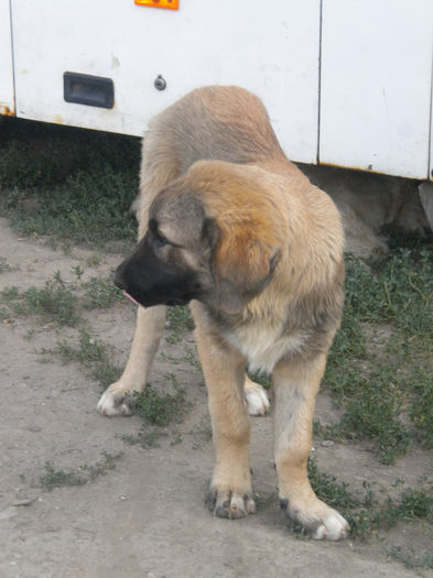 DSCN4821 - paznici-ciobanesc de bucovina si caucazieni