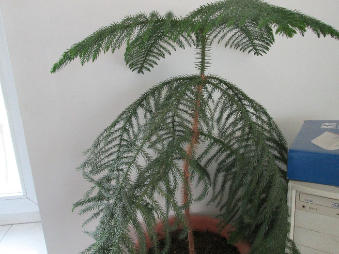 Araucaria - flori in Iulie 2013